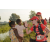 Team 14 / Raid Amazones Sri Lanka 2019 - J1 Trail