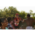 Team 122 / Raid Amazones Sri Lanka 2019 - J1 Trail