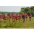 Team 29 / Raid Amazones Sri Lanka 2019 - J1 Trail