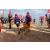 Team 107 / Raid Amazones Sri Lanka 2019 - J2 Canoe
