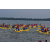 Raid Amazones Sri Lanka 2019 - J2 Canoe