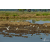 Raid Amazones Sri Lanka 2019 - J3 VTT