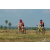 Team 06 / Raid Amazones Sri Lanka 2019 - J3 VTT