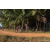 Team 17 / Raid Amazones Sri Lanka 2019 - J3 VTT