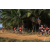 Team 44 / Raid Amazones Sri Lanka 2019 - J3 VTT
