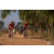 Team 19 / Raid Amazones Sri Lanka 2019 - J3 VTT