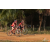 Team 19 / Raid Amazones Sri Lanka 2019 - J3 VTT