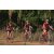 Team 105 / Raid Amazones Sri Lanka 2019 - J3 VTT