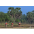 Team 135 / Raid Amazones Sri Lanka 2019 - J3 VTT