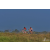Team 120 / Raid Amazones Sri Lanka 2019 - J3 VTT