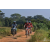 Team 135 / Raid Amazones Sri Lanka 2019 - J3 VTT