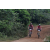 Team 36 / Raid Amazones Sri Lanka 2019 - J3 VTT