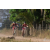 Team 04 / Raid Amazones Sri Lanka 2019 - J3 VTT