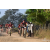 Team 103 / Raid Amazones Sri Lanka 2019 - J3 VTT