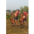 Team 26 / Raid Amazones Sri Lanka 2019 - J3 VTT