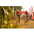 Team 19 / Raid Amazones Sri Lanka 2019 - J3 VTT