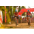 Team 111 / Raid Amazones Sri Lanka 2019 - J3 VTT