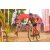 Team 12 / Raid Amazones Sri Lanka 2019 - J3 VTT