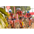 Team 03 / Raid Amazones Sri Lanka 2019 - J3 VTT