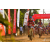 Team 120 / Raid Amazones Sri Lanka 2019 - J3 VTT