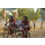 Team 14 / Raid Amazones Sri Lanka 2019 - J3 VTT