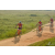 Team 135 / Raid Amazones Sri Lanka 2019 - J3 VTT