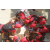Raid Amazones Sri Lanka 2019 - J4 The Game
