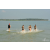 Raid Amazones Sri Lanka 2019 - J4 The Game