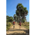 Team 36 / Raid Amazones Sri Lanka 2019 - J5 Bike and Run
