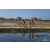 Team 103 / Raid Amazones Sri Lanka 2019 - J5 Bike and Run
