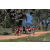 Team 08 / Raid Amazones Sri Lanka 2019 - J5 Bike and Run