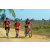 Team 122 / Raid Amazones Sri Lanka 2019 - J5 Bike and Run