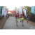 Team 33 / Raid Amazones Sri Lanka 2019 - J6 Trail