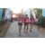 Team 111 / Raid Amazones Sri Lanka 2019 - J6 Trail