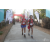 Team 50 / Raid Amazones Sri Lanka 2019 - J6 Trail