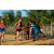 Team 06 / Raid Amazones Sri Lanka 2019 - J6 Trail