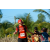 Team 09 / Raid Amazones Sri Lanka 2019 - J6 Trail