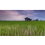 Raid Amazones Vietnam