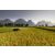 Raid Amazones Vietnam