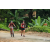 Team 30 / Raid Amazones Vietnam 2019 - J2 Bike and Run