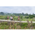 Raid Amazones Vietnam 2019 - J2 Bike and Run