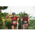 Team 39 / Raid Amazones Vietnam 2019 - J2 Bike and Run