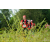 Team 118 / Raid Amazones Vietnam 2019 - J4 Run and Canoe