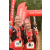 Team 132 / Raid Amazones Vietnam 2019 - J5 Trek