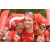 Team 63 / Raid Amazones Vietnam 2019 - J5 Trek