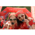 Team 73 / Raid Amazones Vietnam 2019 - J5