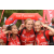 Team 101 / Raid Amazones Vietnam 2019 - J5 Trek