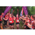 Team 47 / Raid Amazones Vietnam 2019 - J5 Trek