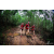 Team 137 / Raid Amazones Vietnam 2019 - J5 Trek