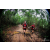 Team 18 / Raid Amazones Vietnam 2019 - J5 Trek